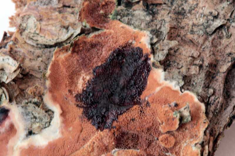 Gloeoporus taxicola ? (Gloeoporus taxicola)
